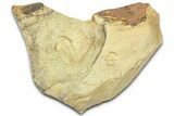 Fallotaspid (Daguinaspis) Trilobite - Tazemmourt, Morocco #365725-1